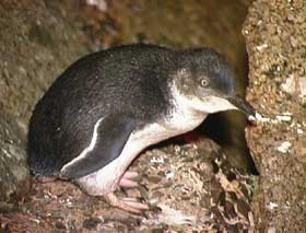 Granite Island Recreation Park - Holiday Find 1