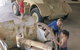 Goldfields War Museum - thumb 0