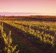 Ralph Fowler Wines - Holiday Find