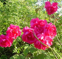 Bishop's Lodge Historic House and Heritage Rose Garden - Holiday Find