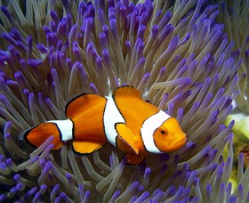 Reef HQ Aquarium - Holiday Find 1