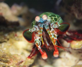 Reef HQ Aquarium - Holiday Find 3