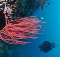 Eddy Reef Dive Site - Holiday Find