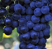 De Bortoli Wines Bilbul - Holiday Find