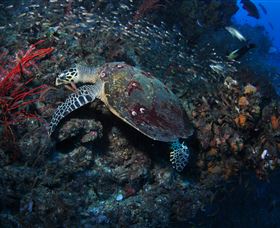 SS Yongala Dive Site - Holiday Find 3