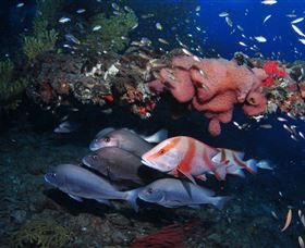 SS Yongala Dive Site - Holiday Find 2
