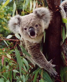 Koala Spotting Regeneration Reserve - Holiday Find 0