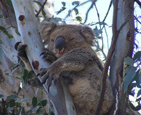 Koala Spotting Regeneration Reserve - Holiday Find 2