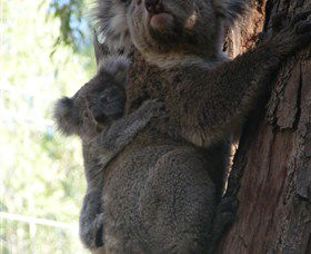 Koala Spotting Regeneration Reserve - Holiday Find 3