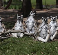 Savannah Visitor Plaza Taronga Western Plains Zoo Dubbo - Holiday Find
