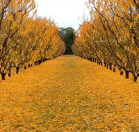 Sun Country on the Murray Farm Gate Trail - Holiday Find