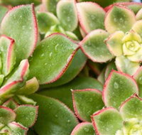 Billabong Garden Complex  Cafe - Holiday Find