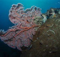 Luncheon Bay Dive Site - Holiday Find