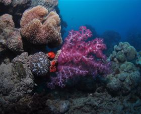 Luncheon Bay Dive Site - Holiday Find 3