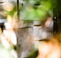 Bees on Keswick Island - Holiday Find