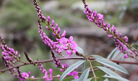 Basin Gully To Eualdrie Lookout Track - Holiday Find 1