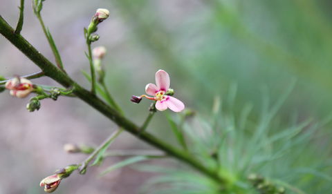 Basin Gully To Eualdrie Lookout Track - Holiday Find 2