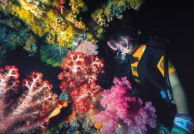 Bait Reef And Garys Lagoon Dive Site - Holiday Find 1