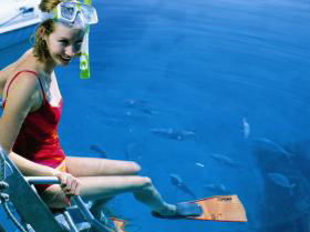 Bait Reef And Garys Lagoon Dive Site - Holiday Find 2