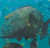 Fairey Reef - Holiday Find