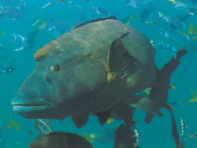 Fairey Reef - Holiday Find 0