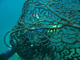 Fairey Reef - Holiday Find 3