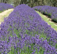 Yuulong Lavender Estate - Holiday Find