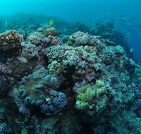 Manta Ray Drop Off Dive Site - Holiday Find
