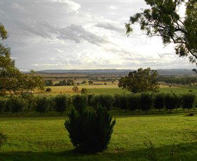 Wollundry Grove Olives - Holiday Find 1