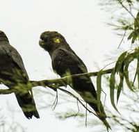 Conimbla National Park - Holiday Find