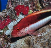 Snake Pit Dive Site - Holiday Find