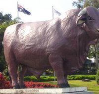 Rockhampton Bull Statues - Holiday Find