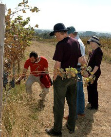 Rosnay Organic Farm And Vineyard - Holiday Find 2