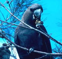 Mount Archer National Park - Holiday Find