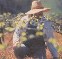 Canobolas Smith Winery - Holiday Find