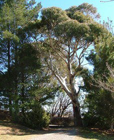 Habitat Vineyard - Holiday Find 1