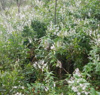 Snowgum walking track - Holiday Find