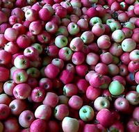 Hillside Orchard - Holiday Find
