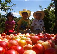 Bonny Glen Fruits - Holiday Find