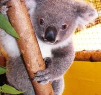 Cooberrie Park Wildlife Sanctuary - Holiday Find