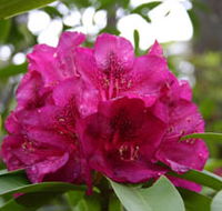 Campbell Rhododendron Gardens