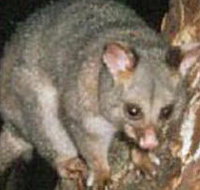 Moondarra State Park - Holiday Find