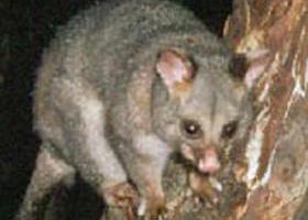 Moondarra State Park - Holiday Find 0