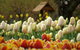 Tulip Top Gardens - thumb 0