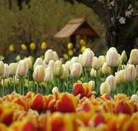 Tulip Top Gardens - Holiday Find