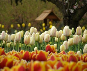 Tulip Top Gardens - Holiday Find 0