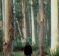 Blue Gum Forest