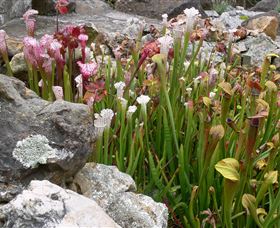 Blue Mountains Botanic Garden - Holiday Find 4