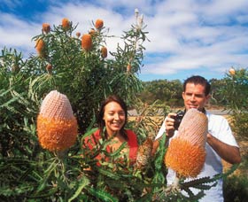 Wildflowers Of The Mid West - Holiday Find 3