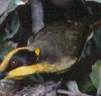 Tyers Park - Holiday Find